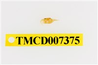 藏品(雙色澤蟹)的圖片